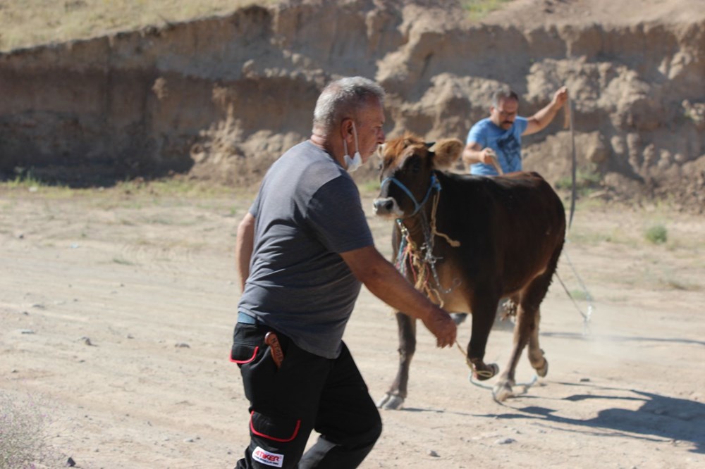 Kaçan dana ortalığı birbirine kattı: Gel kurban olduğum - 10