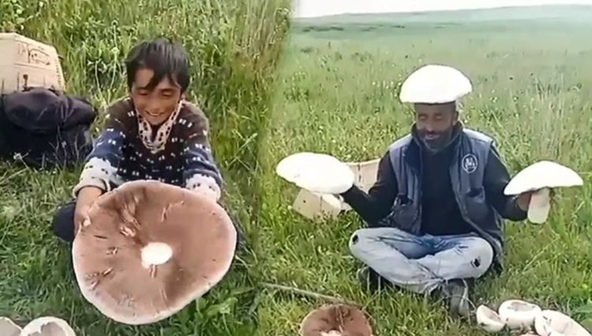 Kars'ta dev mantarlar ilgi odağı oldu Kars'ta dev mantarlar ilgi odağı oldu