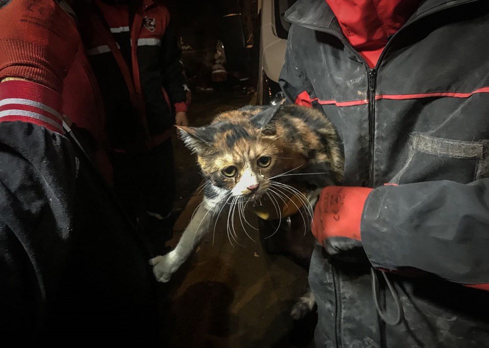 İzmir'de enkazda K-9 köpeği kediyi kurtardı - 4