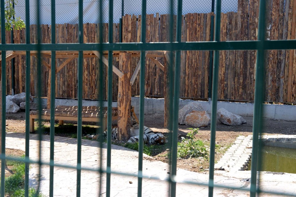 Komşular kükremelerden rahatsız - 6