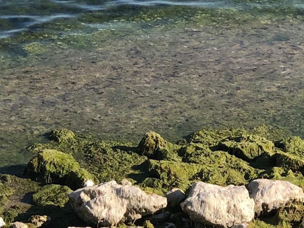 Beyşehir Gölü'nde alg patlaması: Suyun rengi yeşile döndü - 2