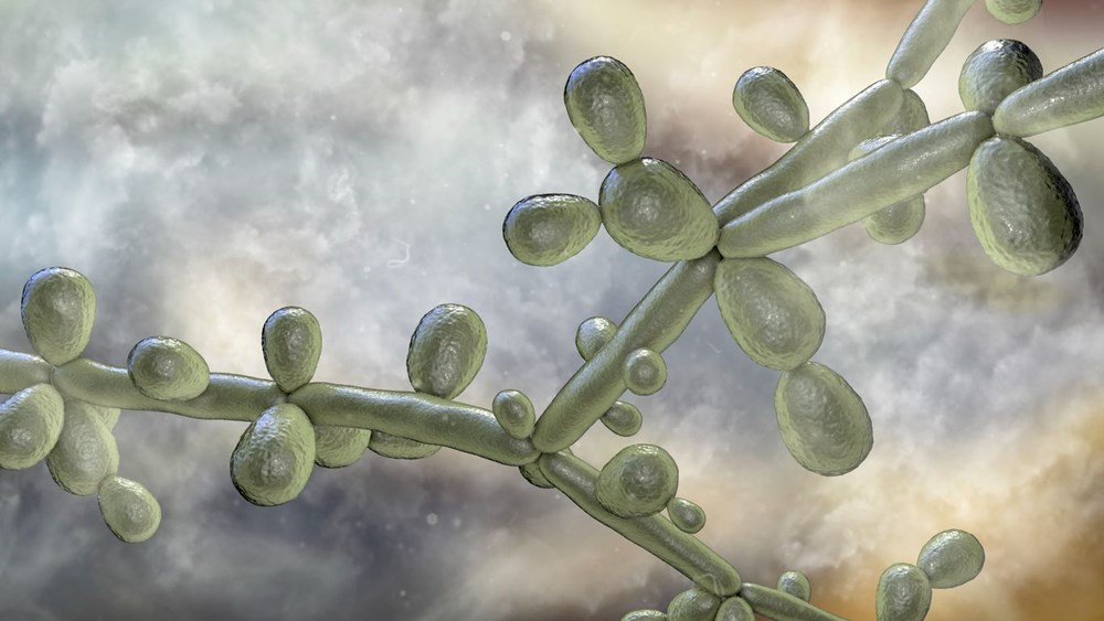 Yeni ölümcül salgın uyarısı: İlaçlara dirençli süper mantar vakaları katlanıyor (Candida auris nedir? Türkiye'de görüldü mü? Ne kadar ölümcül?) - 11