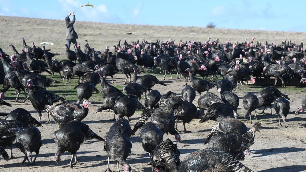Yılbaşı hindileri satışa çıktı (Fiyatı kaç lira olacak?) - 8