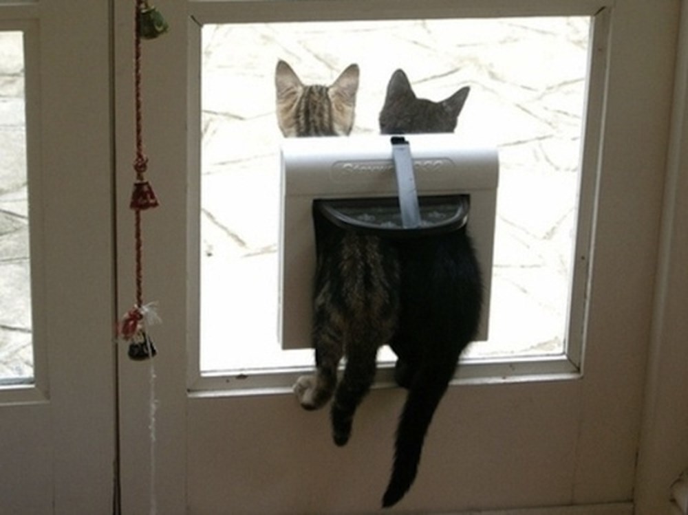 Кошка застряла. Кот застрял. Котик застрял. Толстый кот застрял в окне. Смешные котики застряли.