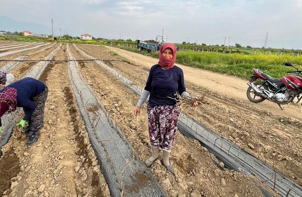 Teşebbüsçü kardeşler 8 dekarlık alanda yetiştiriyor: İlçenin eksikliğini giderdiler 74