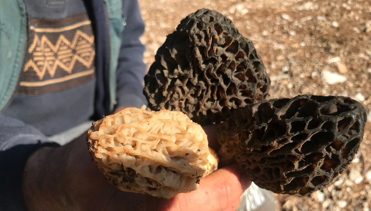 Ağaçların dibini tek tek arayarak topluyorlar: Yörede yetişen en kıymetli tür