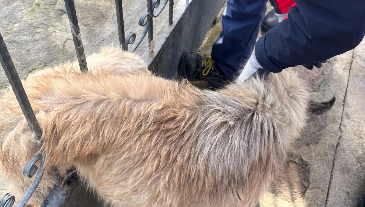 Balıkesir'de bahçe kapısına sıkışan köpek kurtarıldı