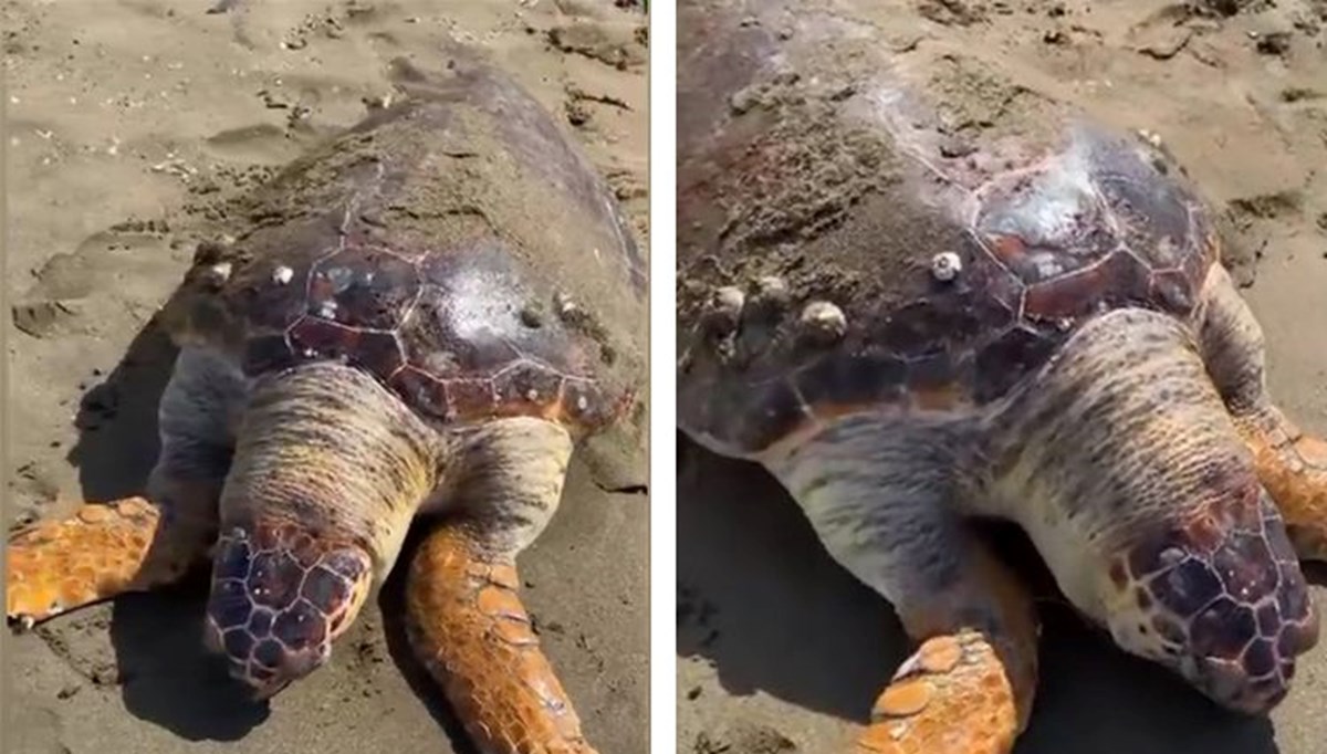 Hatay sahilinde ölü caretta caretta bulundu