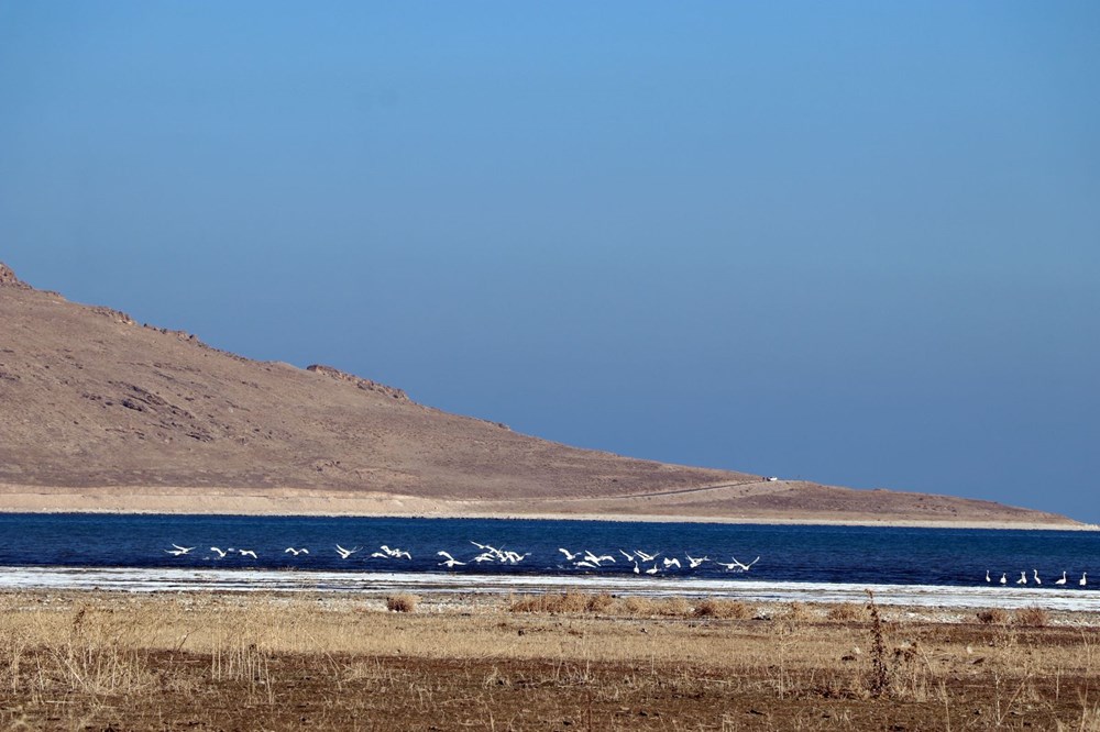 Jandarmanın kuğu nöbeti: Nesilleri tehlike altında - 1