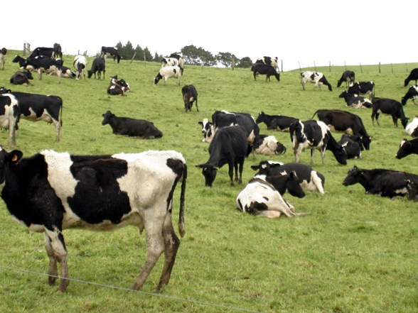 yeni zelanda da 500 inek calindi ntv