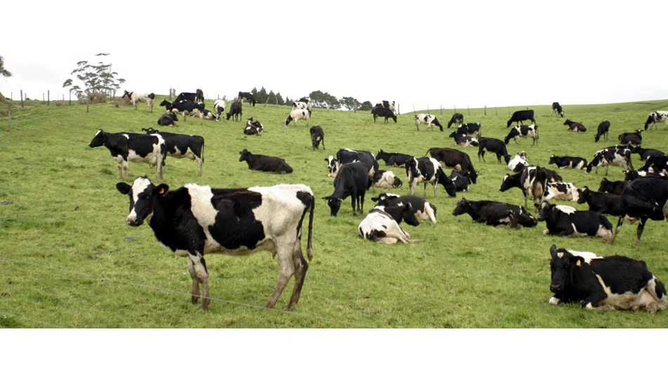 yeni zelanda da 500 inek calindi ntv