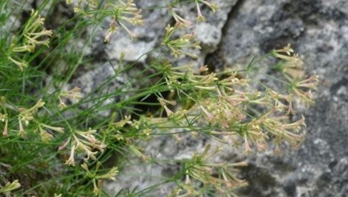 Endemik bitki türü keşfedildi