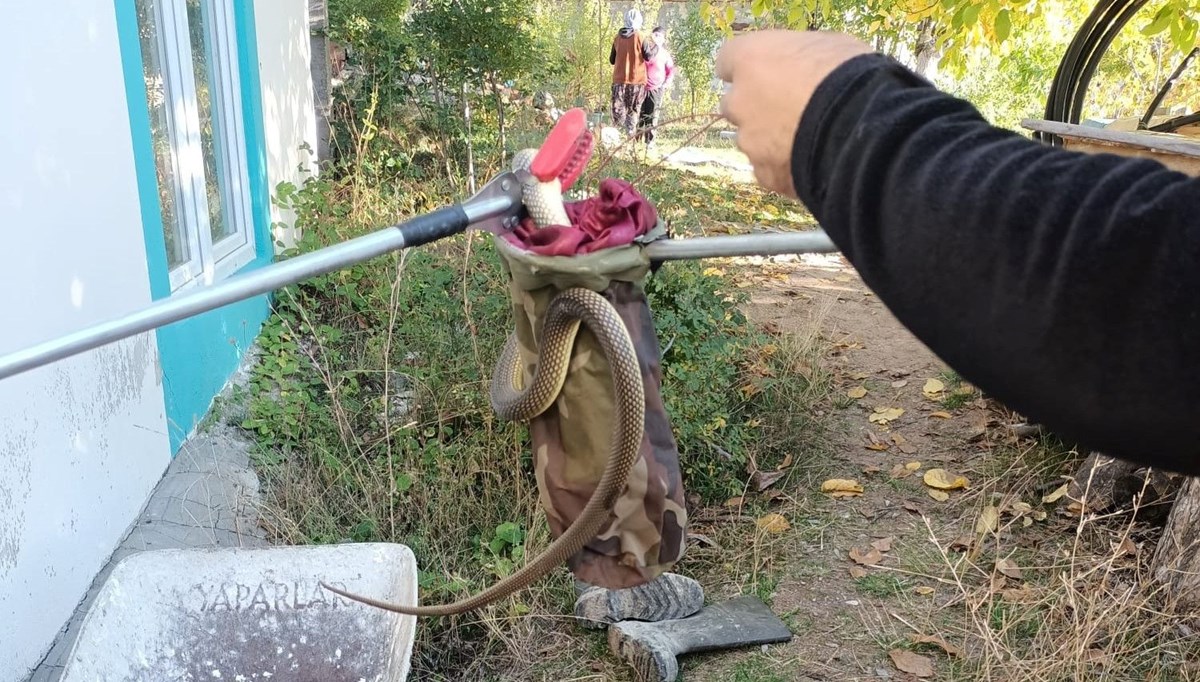 Eve giren 2 metre boyunda yılan girdi: Paniğe neden oldu