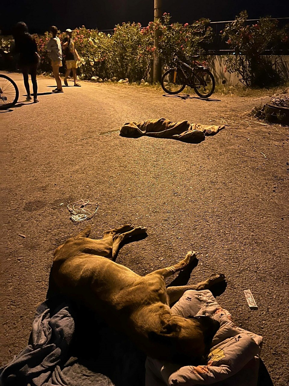 Urla’da 6 köpek zehirlenerek öldürüldü - 1
