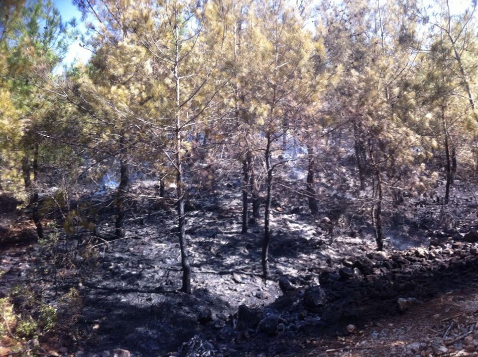 Adana'da orman yangını - 1