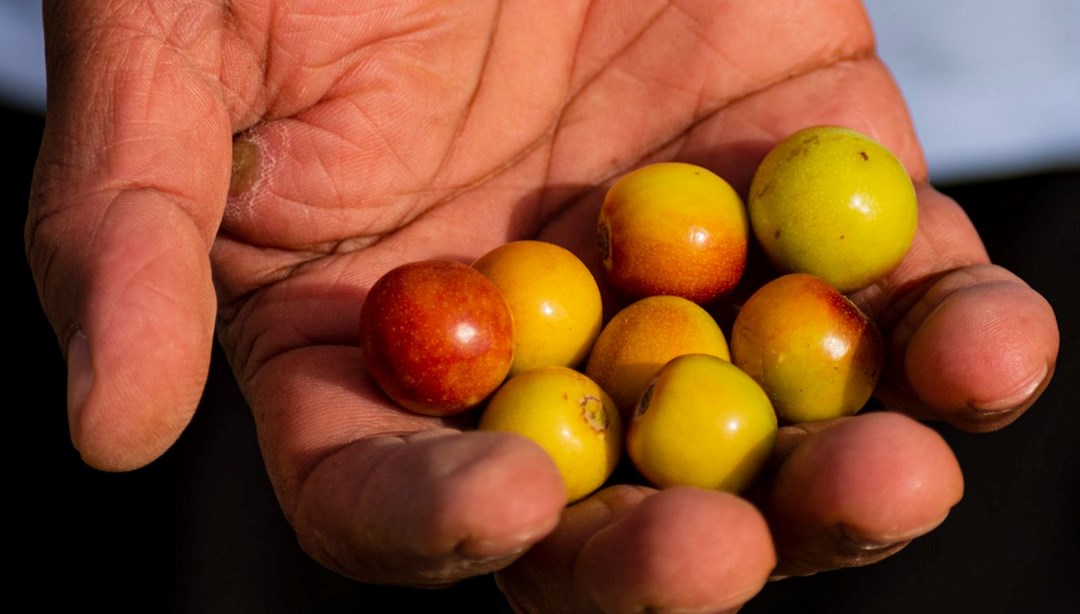 Türkiye'de yetişiyor; 6 çeşidi var: Halk arasında "ölümsüzlük meyvesi" olarak da biliniyor