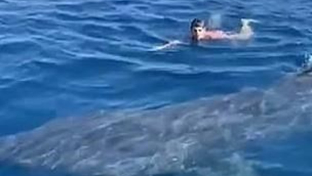 Paralimpik yüzücü köpek balığı ile burun buruna geldi