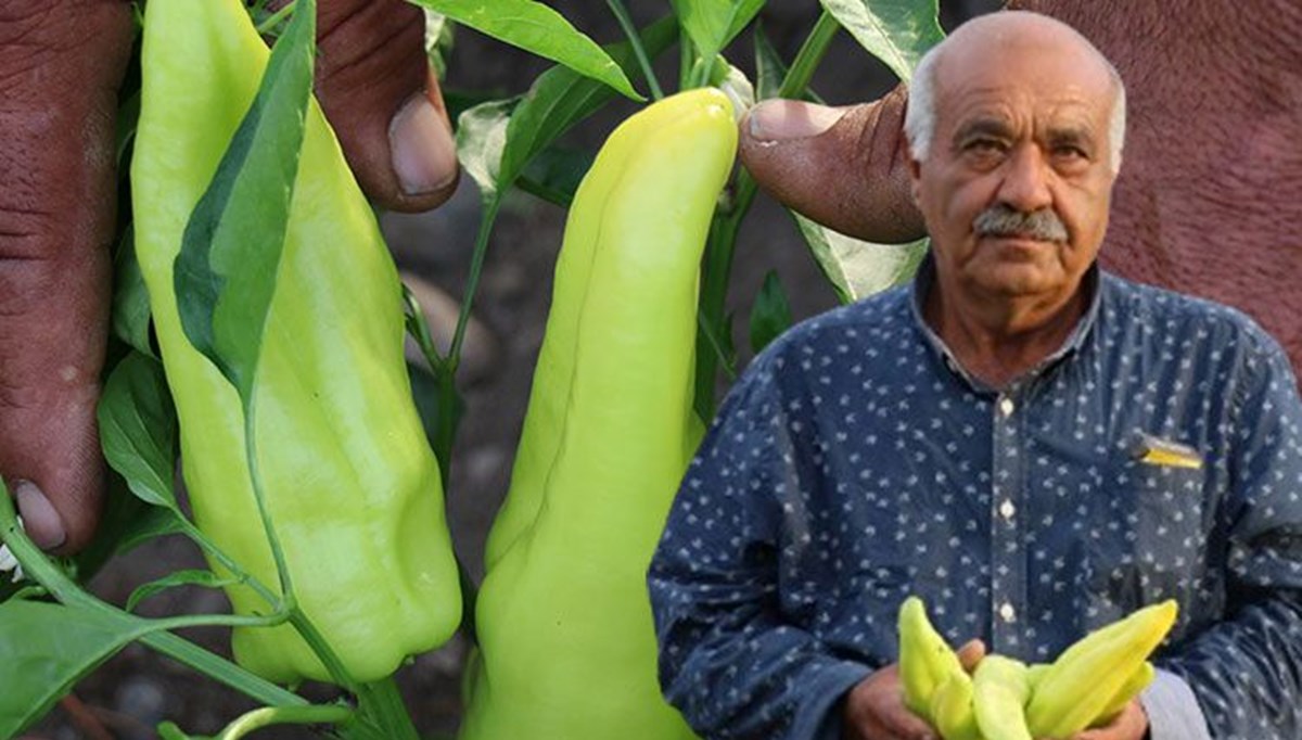 Türkiye'nin coğrafi işaret belgeli biberi, Kale'nin gözbebeği! Türkiye'nin coğrafi işaret belgeli biberi, Kale'nin gözbebeği!