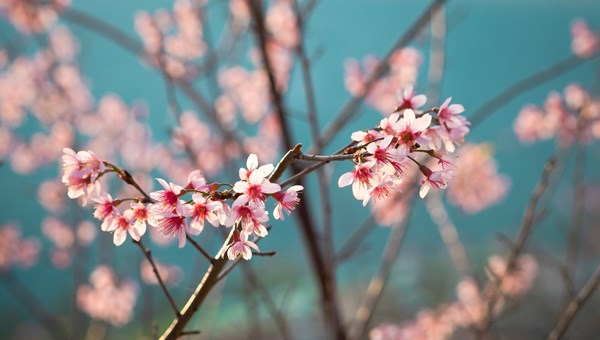 Çam ve Sakura ağaçlarının anlamı nedir? (Başakşehir Şehir Hastanesi'ne ismini veren Çam ve Sakura Ağacı)