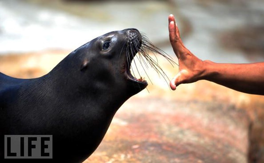 File:Sea Lion on North Seymour (49569549537).jpg - Wikimedia Commons