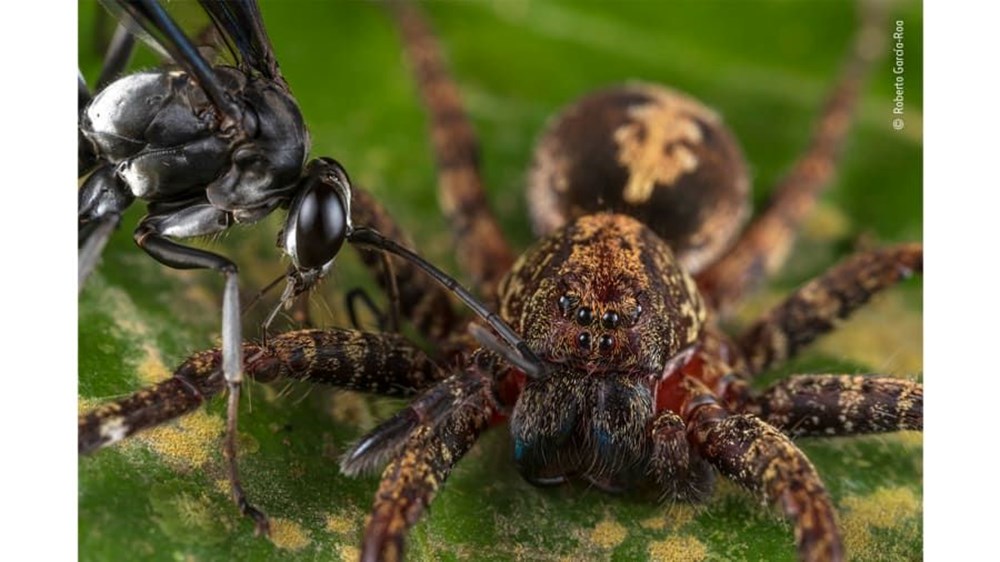 Yılın Vahşi Yaşam Fotoğrafı finalistleri belli oldu (Wildlife Photographer of the Year) - 22