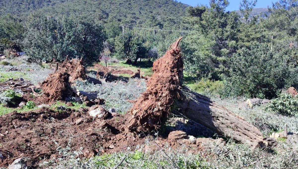 En az 500 yıllık zeytin ağaçlarını kestiler: Cezası sadece 30 bin lira