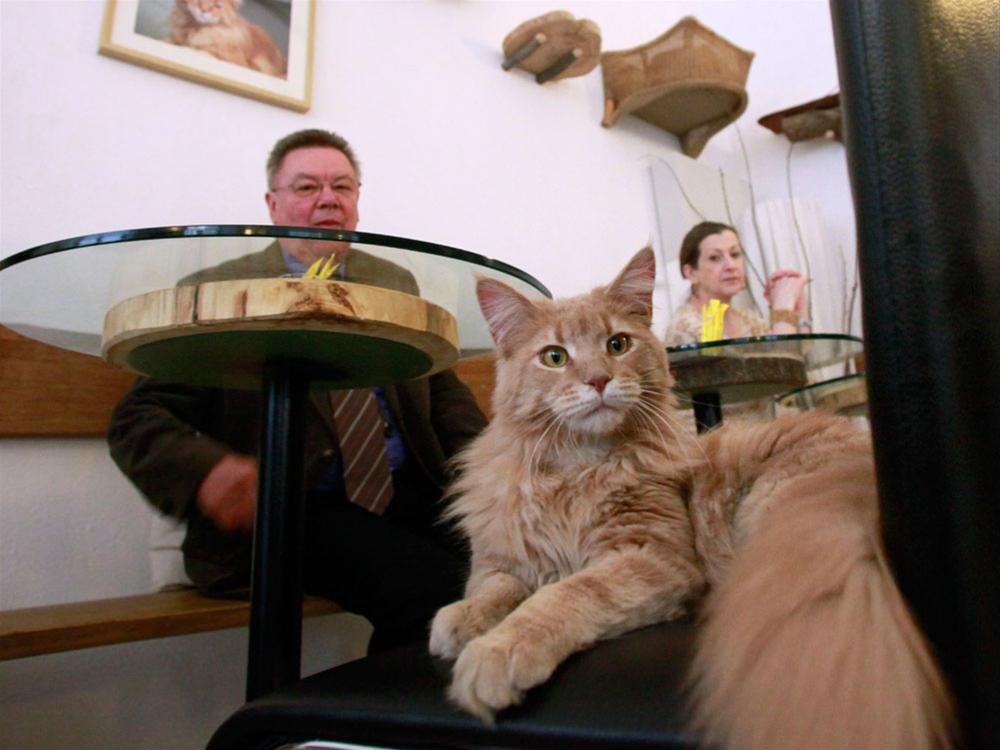Avrupa�da bir ilk Kedi kafe Magazin Haberleri NTV