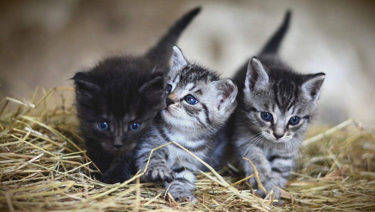 Yavru kediyi tekmeleyen çocuğa 5 yıl hapis istemi