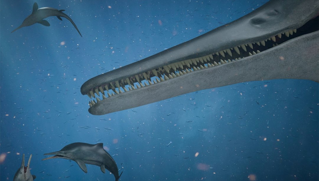 Yunusları ve balinaları tek lokmada yuttu: Devasa bir deniz canlısı türü keşfedildi