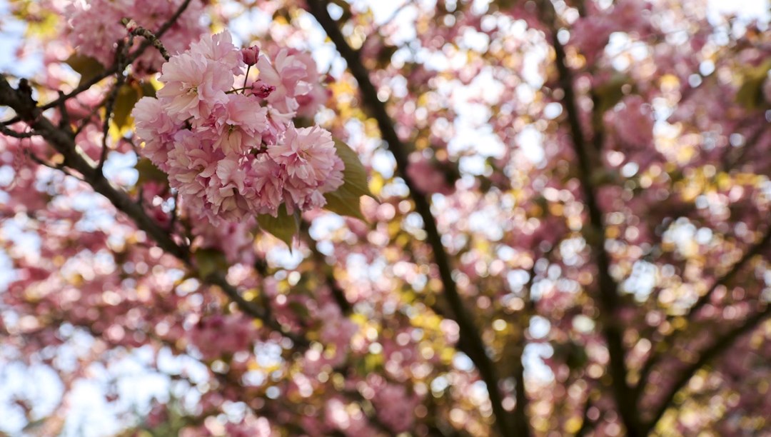 Sakura ağaçları çiçek açtı