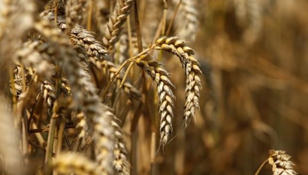 Bakan Kirişci duyurdu: Buğday ve arpa alım fiyatında değişiklik