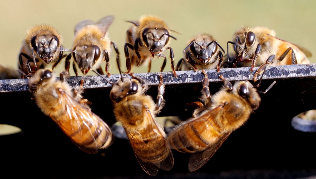 Kraliçe arıların ömrü kısalıyor: Koloniler yok oluşun eşiğinde