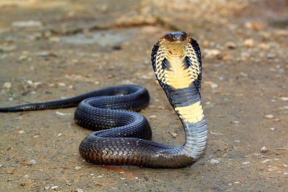 Hindistan'da 8 yaşındaki çocuğun ısırdığı kobra öldü - 3