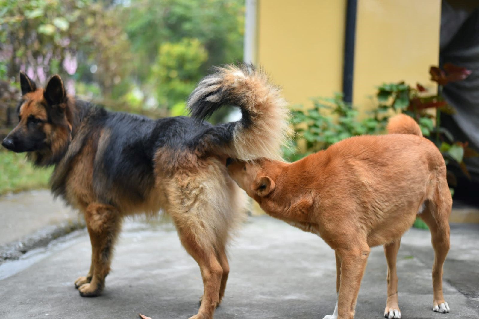 Köpege Yalatmak