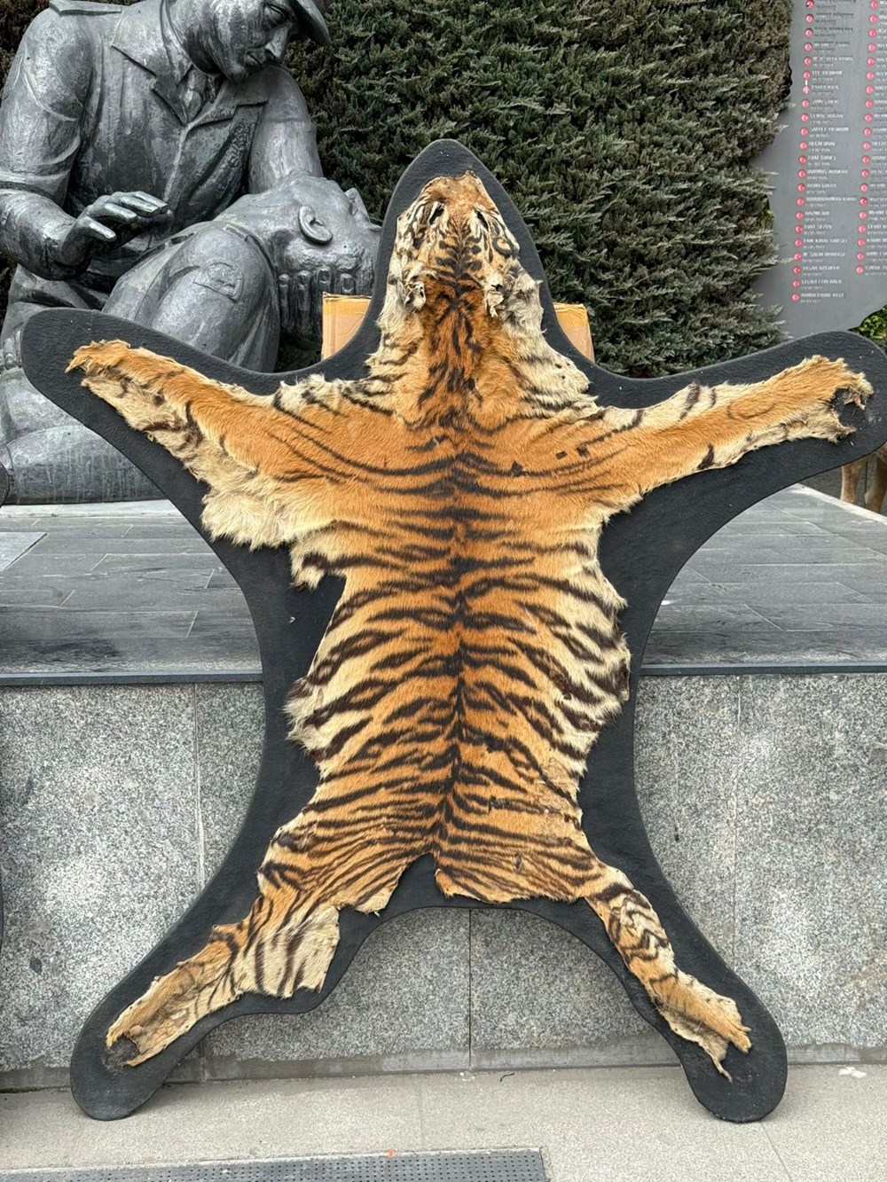 İstanbul’da dondurulmuş hayvan müzesine operasyon: Timsah,
aslan, çita, bizon tahnitlerine el konuldu - 10