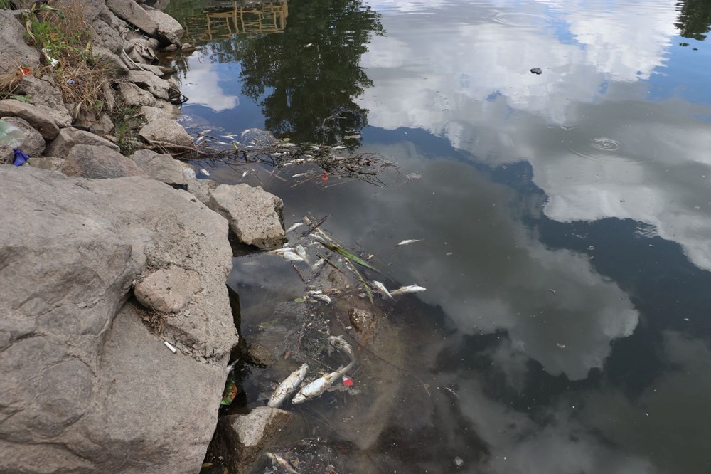 Dicle Nehri'nde korkutan görüntü: Çok sayıda ölü balık tespit edildi! Uzmandan ‘can suyu’ uyarısı - 5