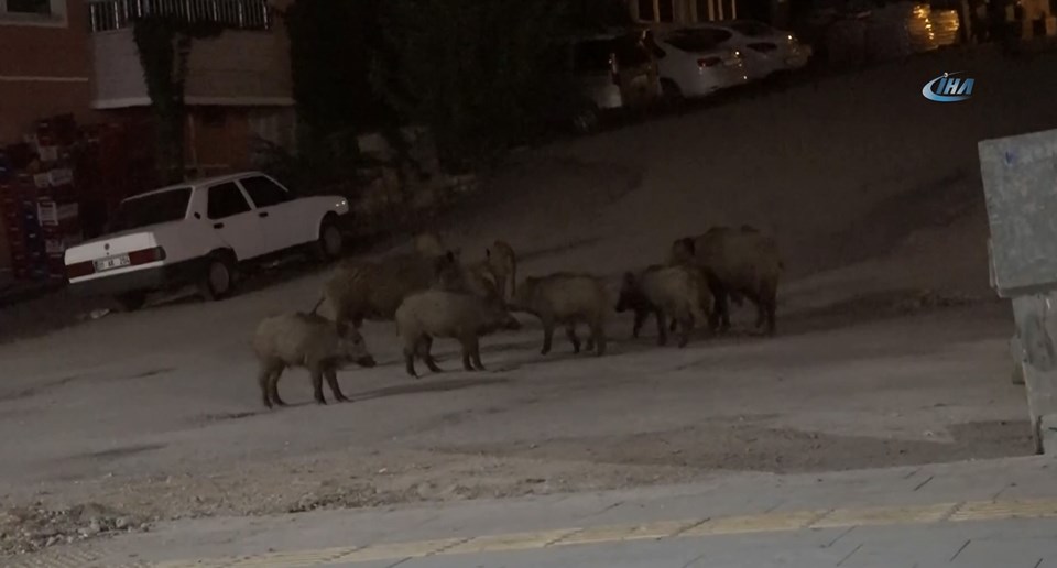Yaban domuzları şehir merkezine indi - 2