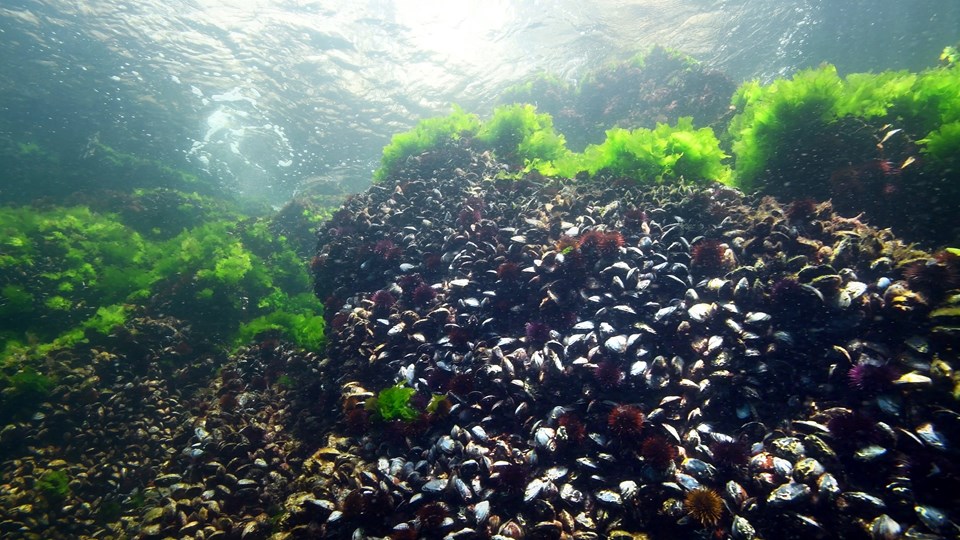 Marmara'da deniz kestanesi avcılığı yasaklandı - 3