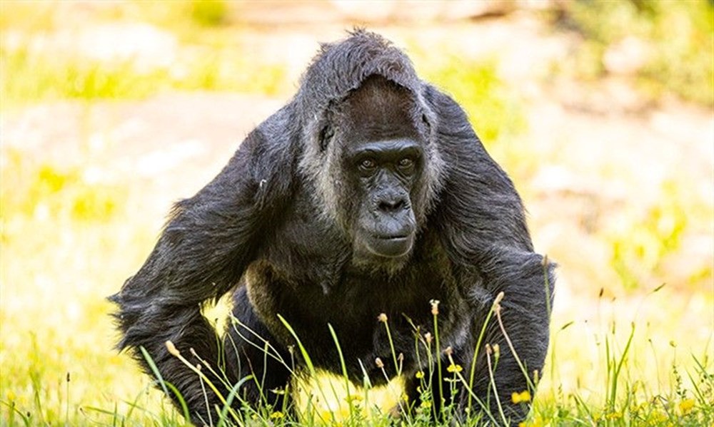 Dünyanın en yaşlı gorili: Fatou, 68'inci yaşını kutladı - 5