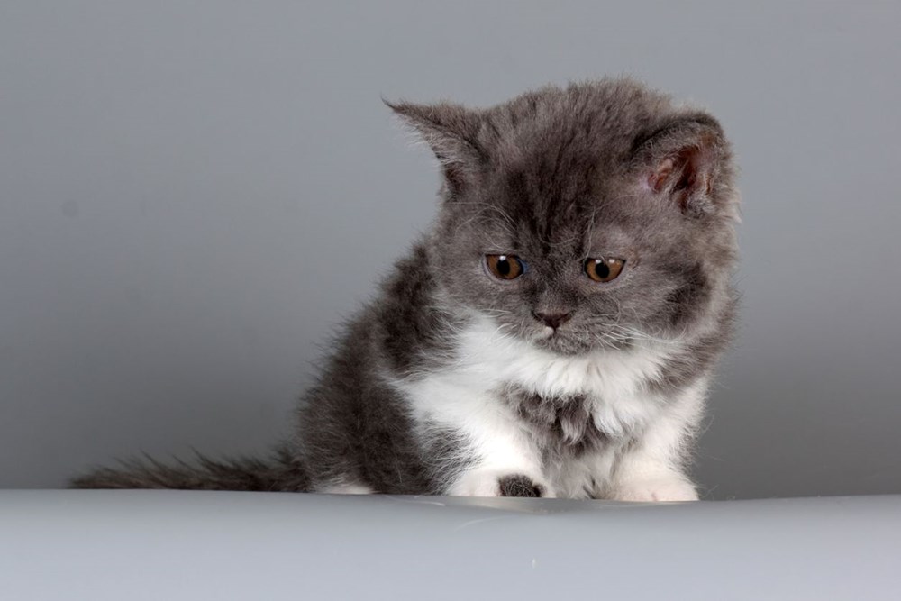 Bilim insanları en güzel ve en çirkin kedi türlerini açıkladı (Türkiye'ye özgü iki kedi türü listede) - 12