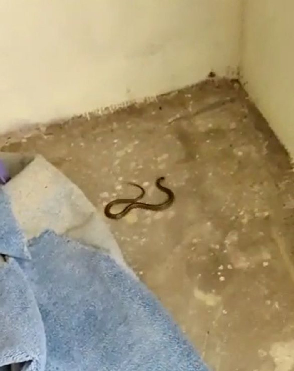 Bir evden 100 yılan çıktı - 4