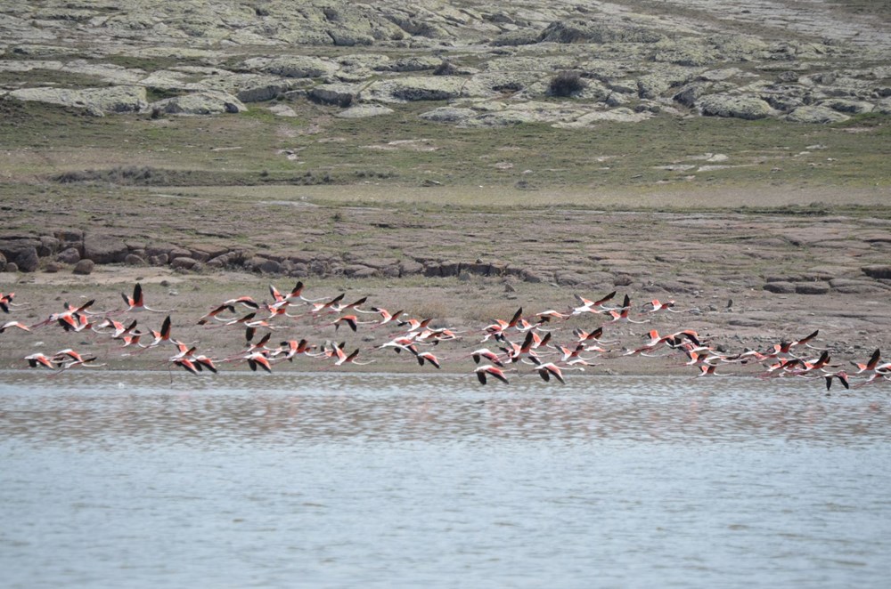 Flamingolar Tuz Gölü'ndeki evlerine geldi - 2