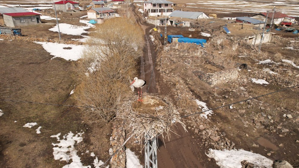 Baharın müjdecisi leylekler karla kaplı Ardahan'da - 2