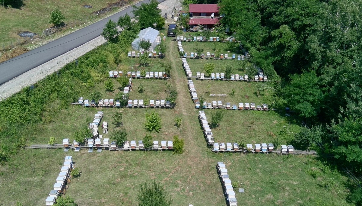 Tescilli Sinop kestane balının hasadı tamamlandı
