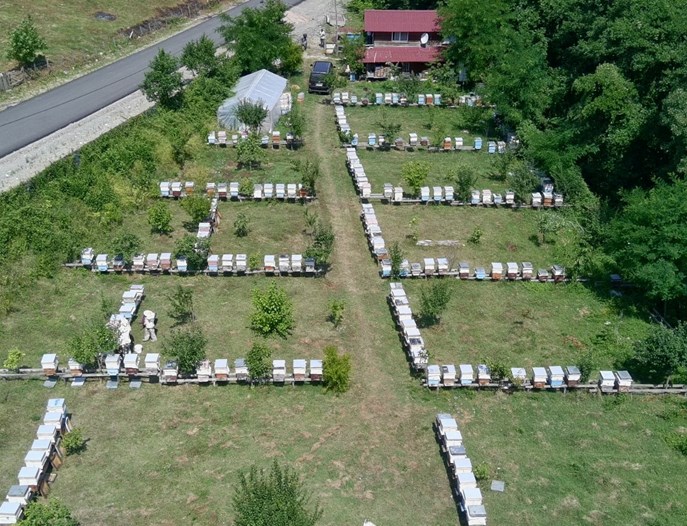 Tescilli Sinop kestane balının hasadı tamamlandı