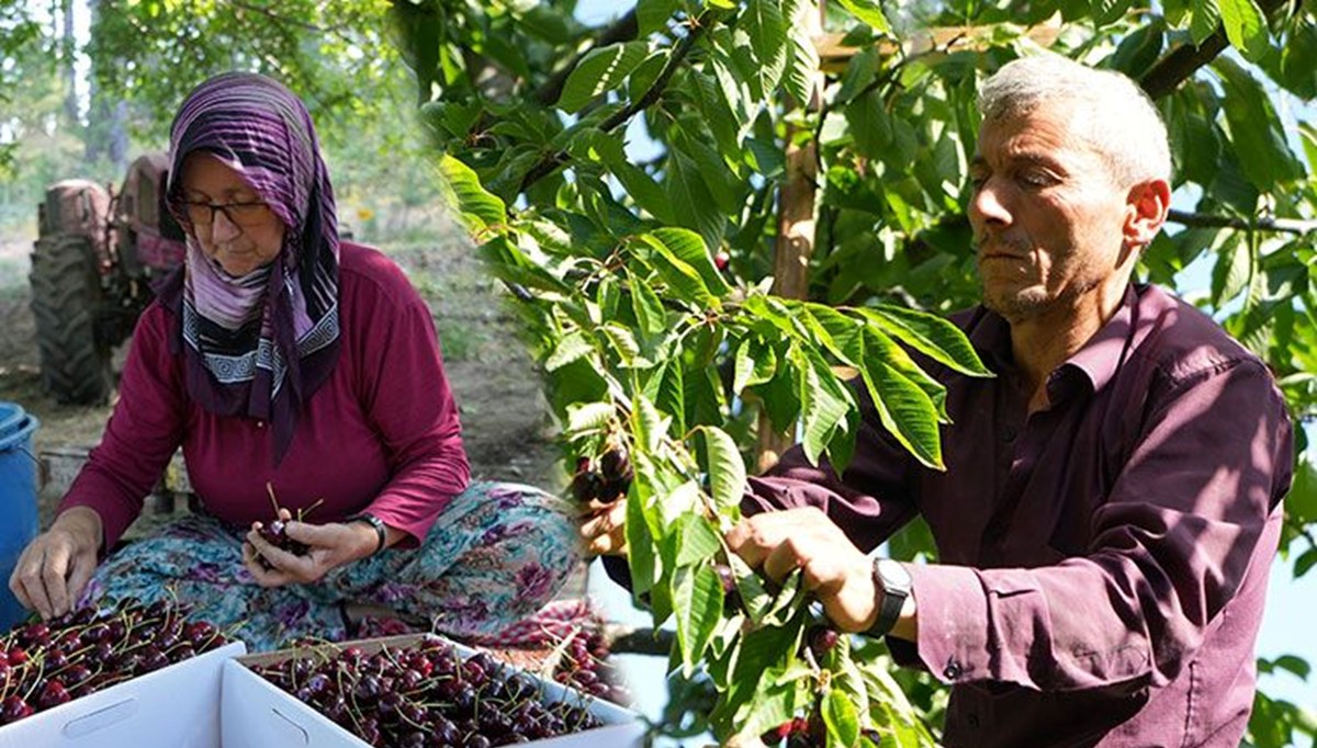 Kilosu 60 liradan alıcı buluyor! Bursa'dan dünyaya yayılıyor, 50 yıllık hikayesi var