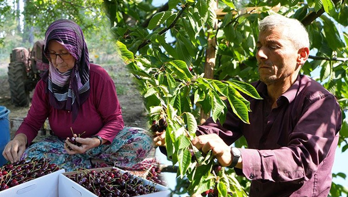 Kilosu 60 liradan alıcı buluyor! Bursa'dan dünyaya yayılıyor, 50 yıllık hikayesi var Kilosu 60 liradan alıcı buluyor! Bursa'dan dünyaya yayılıyor, 50 yıllık hikayesi var
