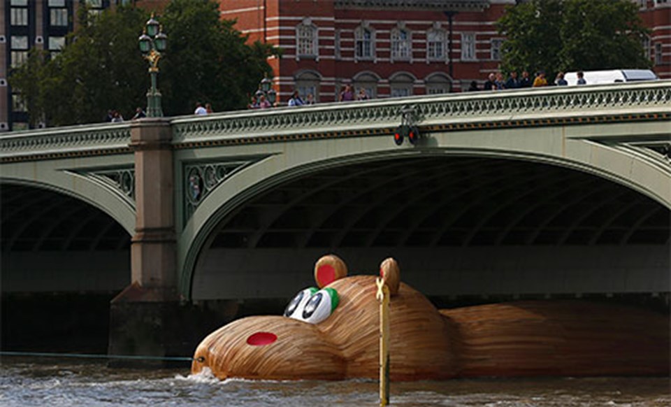 Dev hipopotam Thames Nehri'nde - 1
