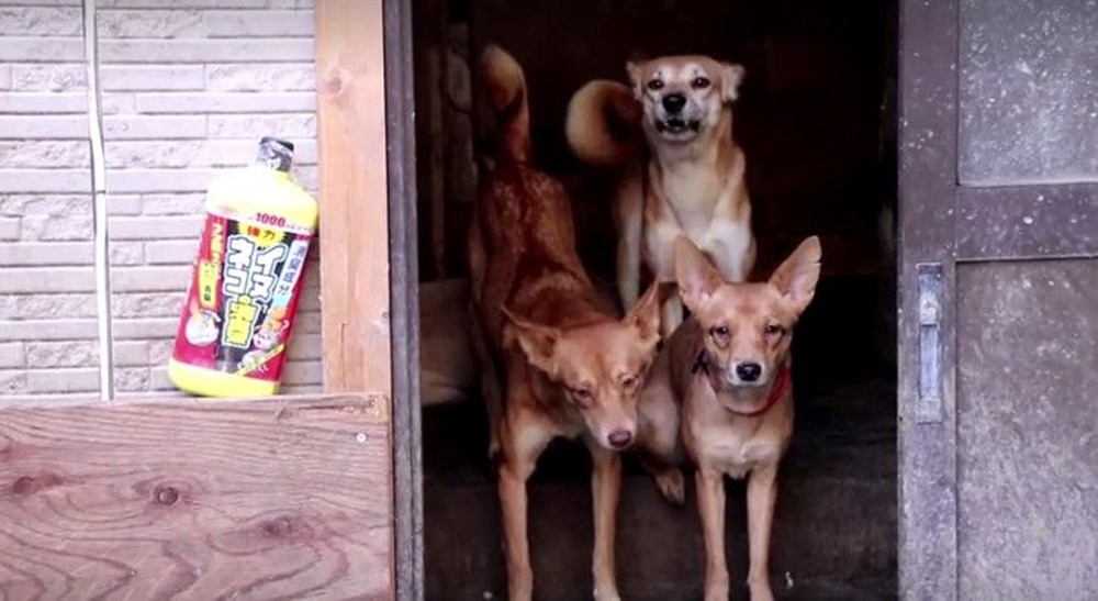 30 metrekarelik evde 164 köpek ile yaşıyorlar - 4