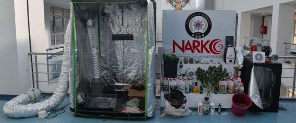 Evde topraksız tarımla Hint keneviri yetiştirmiş